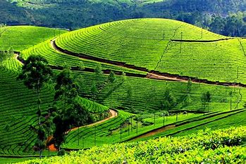 Munnar